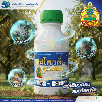 สโตรดี้